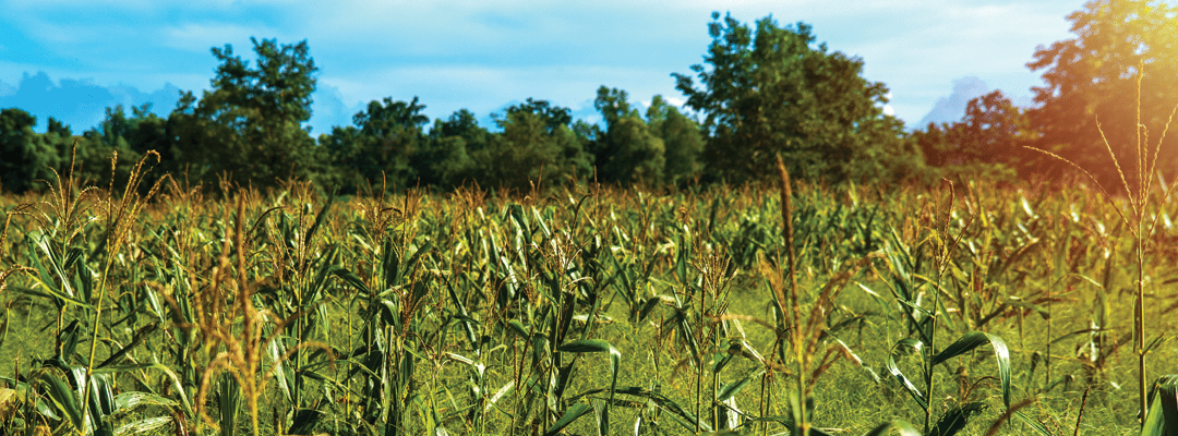 Strategies for Weed Management in Crop Production