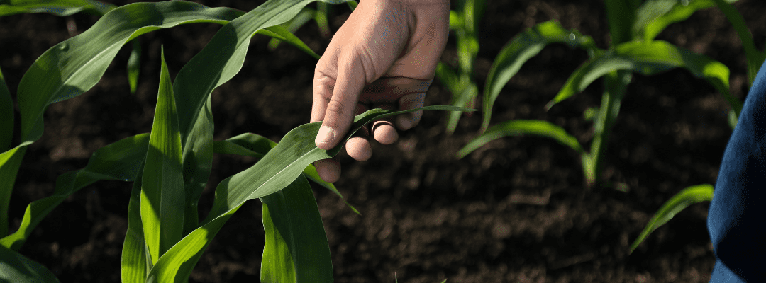 Canopy Cover in the field, mid-season