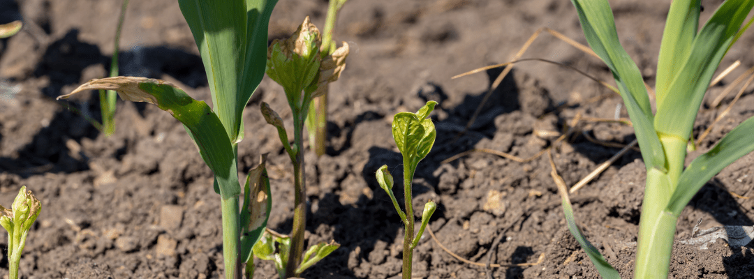 weeds in corn field