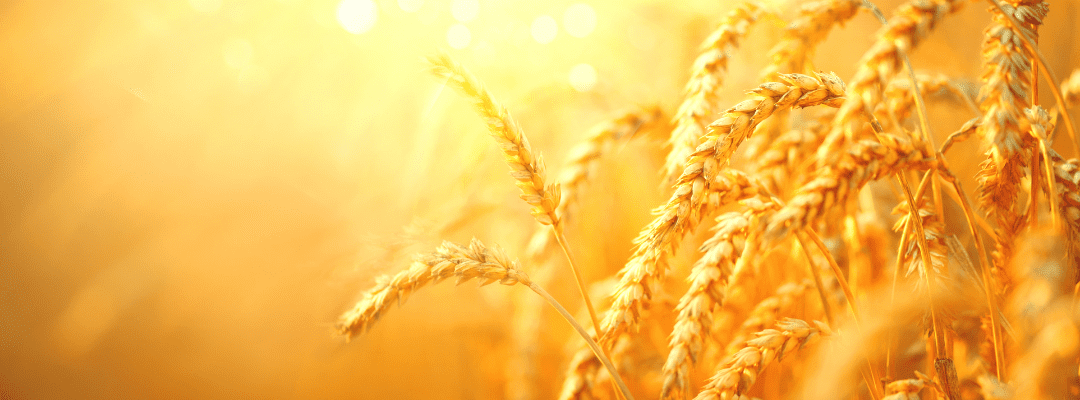 Beauty shot of wheat in a field