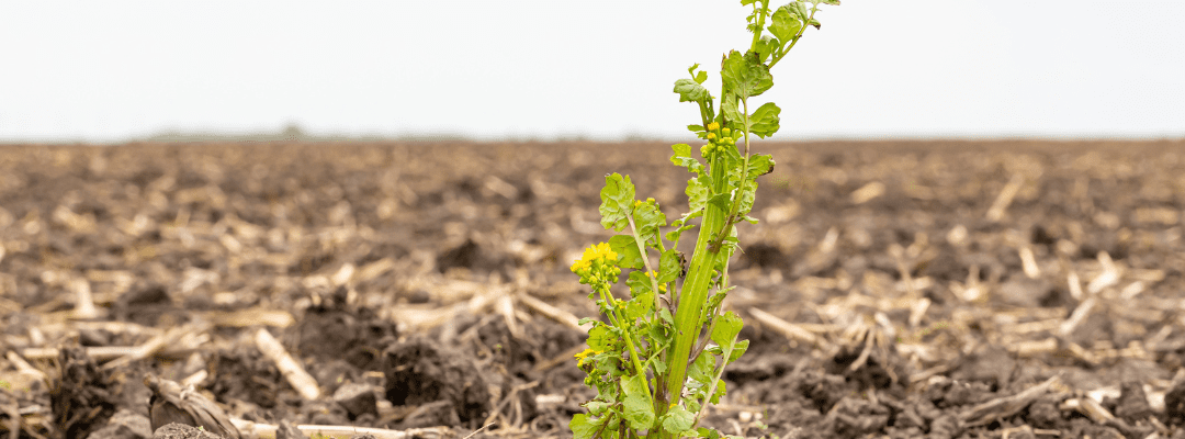 Pushing the Limits of Spot Spray Weed Control Programs