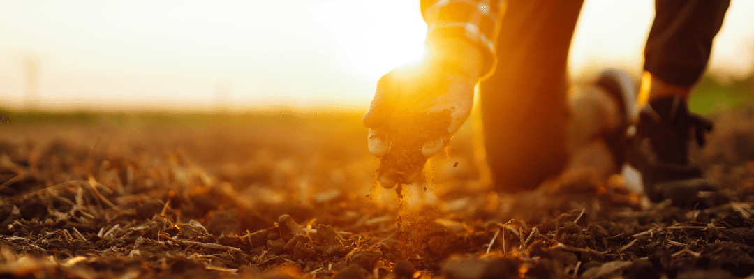 Hybrid Corn Seed Production