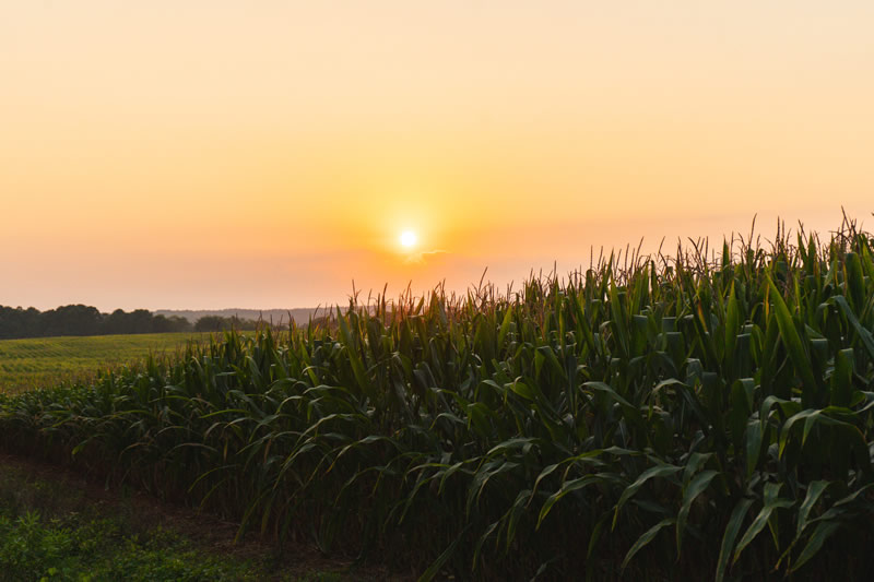 Corn field at sunset