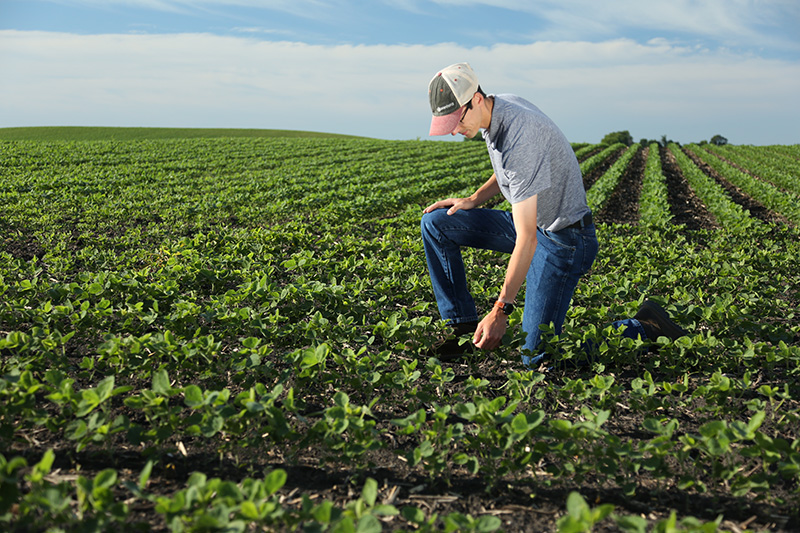 Drone pilot navigating drone over row crop field for Aerial WeedScout analysis